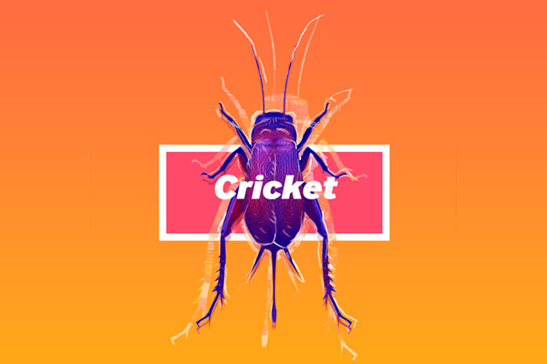 Cricket and Mud Brick thumbnail